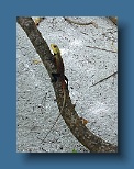 Helengeli 119